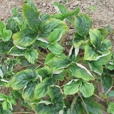 Jagode savijaju listove, šta da se radi